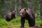 Two European brown bears walking in the forest Kuhmo-Oulu-Finland Art Print